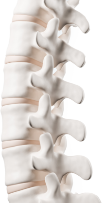 Spine